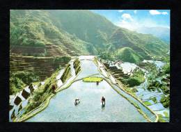 Philippines - Rice Terraces - Filipinas