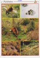 CPM Des PYRENNEES - L'Ours à La Recherche Des Fourmis - Bears