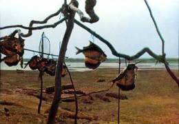 Afrique : Tchad Poissons Séchés Au Bord Du Logone Tandjile Par Gabin - Chad