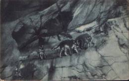 Italia-Postcard 1912- Roma-Zoo Bengal Tigers - Tigres