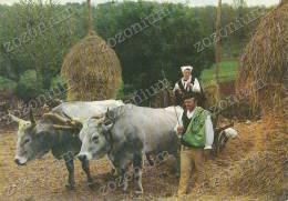 ISTRA, Selo Volovi,oxen,HRVATSKA CROATIA Vintage Old Postcard - Sin Clasificación