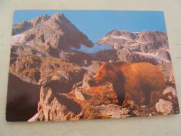 EL- L'OURS BRUN DES PYRENEES. - Ours