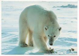 - Norway. - Svalbard. Isbjorn. Thalarctos Maritimus.  Polar Bear.  - 2 Card - - Bears