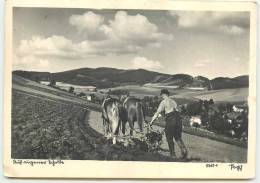 LABOURAGE AVEC CHEVAUX EN ALLEMAGNE - Autres & Non Classés