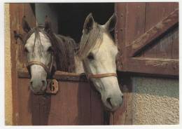 CP JUMENTS ARABES A LA JUMENTERIE DU HARAS DE POMPADOUR, CORREZE 19 - Arnac Pompadour