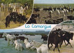 La Camargue - Toros En Camargue - Photo: Claude Noyer - - Tauri