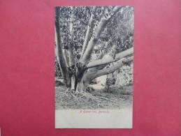 Bermuda--    Rubber Tree --- Circa 1910- Not Postally Mailed------------  Ref 718 - Bermuda