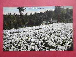 Bermuda--    Easter Lilies  --- Circa 1910- Not Postally Mailed------------  Ref 718 - Bermuda