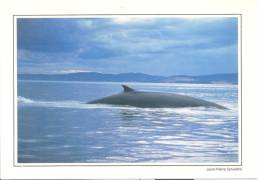 Canada - Québec - Au Fil Du Saint Laurent - Photo De Jean Pierre Sylvestre + Baleine - Québec - Les Rivières