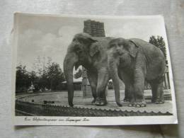 Leipzig  ZOO -Elephant    D82023 - Olifanten