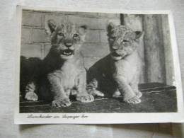 Leipzig  ZOO - Löwenkinder - Lion Cubs   D82024 - Leones