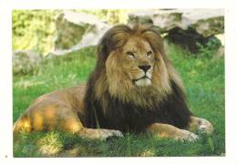 Cp, Animaux, Lion - Lions