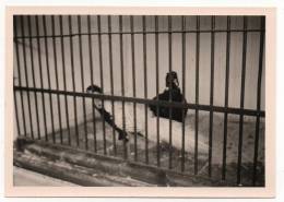 - OISEAUX En Cage.  - (photo, 12,5x8cm). - - Olifanten