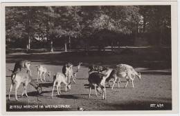 Zittau, Hirsche Im Weinaupark, Um 1935 - Zittau