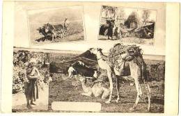 Untitled Card Showing Arab People Living And Working On The Land - & Donkey, Camel - Jordan