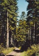 FRANCHE-COMTE, FORÊT DE LA JOUX, SUR LA ROUTE DES SAPINS - Franche-Comté