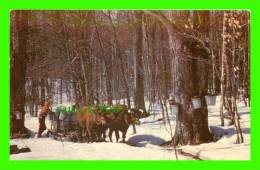 VERMONT, VT - THE MAPLE SUGAR TIME - TRAVEL IN 1988 - - Other & Unclassified