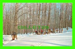 VERMONT, VT - THE MAPLE SUGAR TIME - GATHERING SAP - - Other & Unclassified