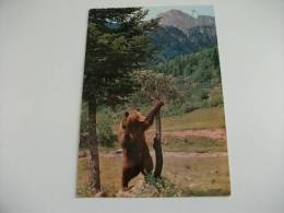 Orso Bear Hecho Pireneo Aragones  Ursus Spagna - Osos