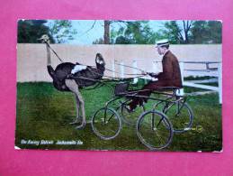 The Racing Ostrich  With Driver  FL - Florida > Jacksonville   1911 Cancel -ref  727 - Jacksonville