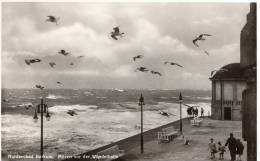 Borkum - Möwen Vor Der Wandelhalle   L12 - Borkum