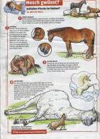 Page Coop Theme Sommeil Cheval - Altri & Non Classificati