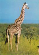 CPSM GIRAFE DU KENIA KENYA COLLECTION ANIMAUX SAUVAGES - Giraffen