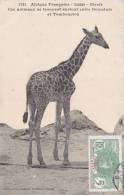 CPA - Afrique Française - SOUDAN - Girafe - Entre Goundam Et Tombouctou - Giraffe