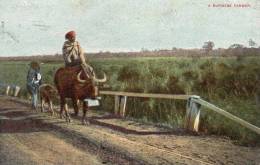 Burma Farmer 1905 Postcard - Myanmar (Burma)