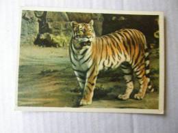 Tiger  1966   D83235 - Tigri