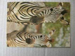 Zebras    D83257 - Zebras