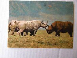 RHINO - Ngonrongoro Crater - Kenya  D83259 - Rhinocéros