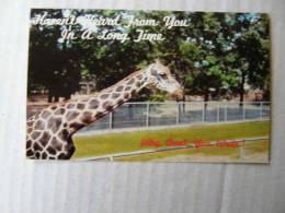Giraffe - USA Postcards  Phila PA -   D83260 - Girafes