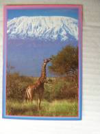 Giraffe - KENYA - Stamps   D83261 - Jirafas
