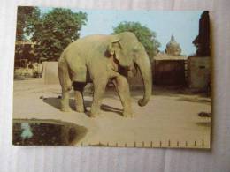 Elephant   -Indian Elephant  1976   D83266 - Elefanti