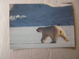 Norway - Icebear - Isbjorn   D83268 - Bears