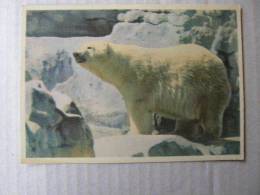 Russia - Icebear - Hungary Debrecen  1966   D83269 - Bears