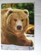 Bear  Bären -     D83271 - Bears