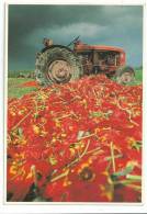 MARTIN KERS 1983 Tulips: Champs De Tulipes Avec Tracteur - Tracteurs