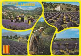 Cp , AGRICULTURE , Cueillette De La Lavande En Haute Provence , Multi-Vues - Cultures