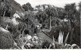 Beatiful Old Post Card    "  TERRACE WALK  & VANE  HILL  TORQUAY   " - Torquay