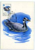 ANIMAUX  / OISEAU / CANARD /CARTE MAXIMUM  RUSSIE  URSS - Canards