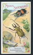 Chromo Suchard, Thème Zoologie, Entomologie, Insectes, Série 250, N° 2 Cetoine Dicranocéphale, Indes Orientales - Suchard