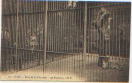 Panthères, Panthers, Panther, Panters, Lyon, Parc De La Tête D'or, Zoo, A Circulé (date Illisible), Editions MF N°177 - Tigres