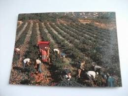 Trattore Contadini Alla Raccolta  Les Vendanges  Francia - Traktoren