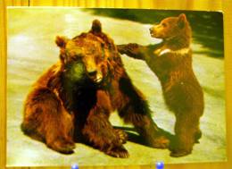 OURS BRUN ET OURSON ZOOLOGISHER GARTEN BASEL BRAUNBAR - Bears