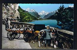 RB 896 - Switzerland Animal Theme Postcard - Dog Cart With Puppies Fluelen - St. Bernard-Zwinger Zwing-Uri - Flüelen