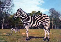 Zebre (Réserve Africaine Du Château De THOIRY ) - Zebras