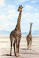 Faune Africaine  GIRAFE. - Girafes