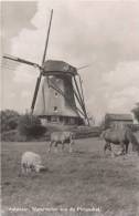 AALSMEER 721  WATERMOLEN AAN DE MOLENVLET (MOULIN A VENT BEAU PLAN MOUTON ET CHEVAUX) - Aalsmeer